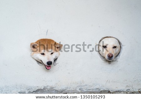 Japanese Shiba Inu Dog In Front Of A White Background Images