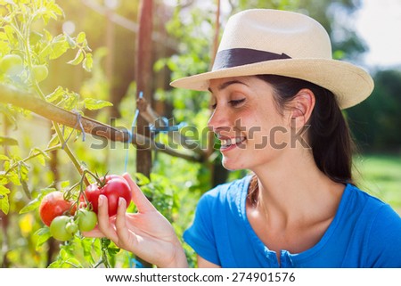 Cheerful woman gathering fresh tomatoes in her garden