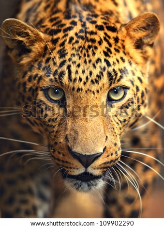 Leopard Portrait