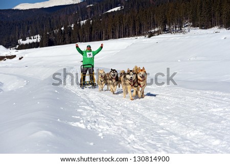 Husky dog in the sled run in the snow