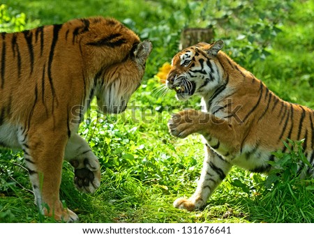 A fight between two tigers