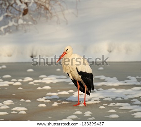 Storks arrived in early spring with wintering