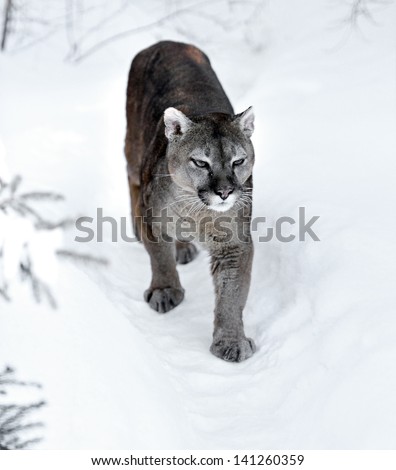 Puma is on the snow in winter