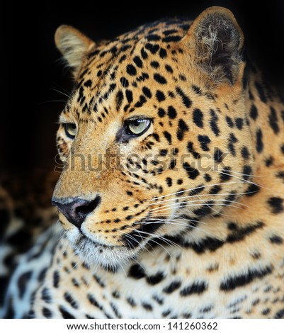Leopard portrait on a black background