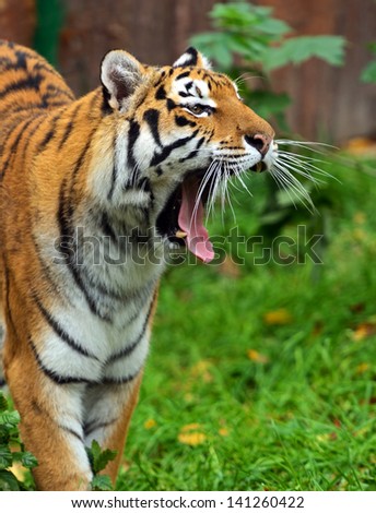 The Amur Tiger in the woods