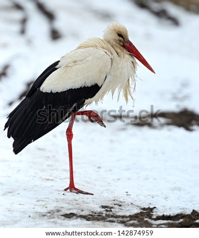 Storks arrived in early spring with wintering