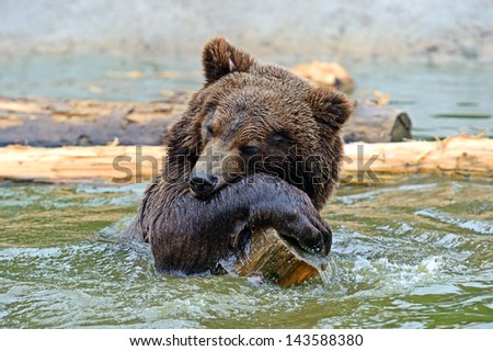 The brown bear is bathed in water