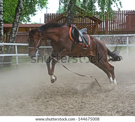 A horse with a saddle in the arena