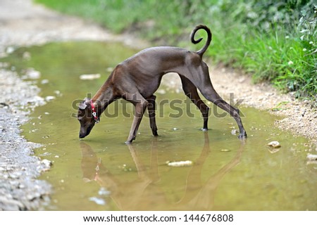 Small Italian greyhound in a city park