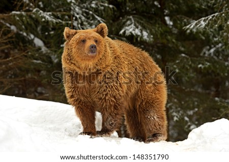 Brown bear after hibernation in the wild