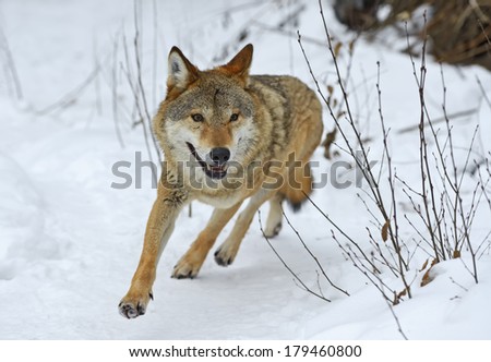 Gray Wolf in the forest in winter