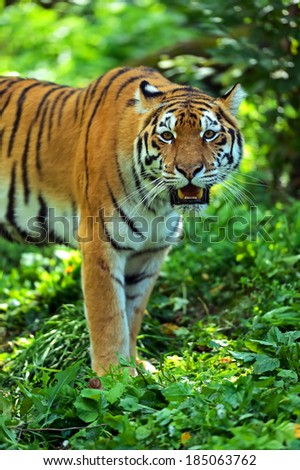 Amur Tiger in the natural conditions of nature