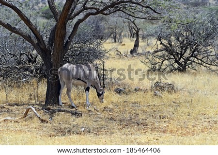 Gemsbok antelope (Oryx gazella) running. Kenya. Africa.