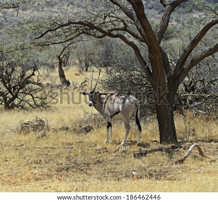 Gemsbok antelope (Oryx gazella) running. Kenya. Africa.