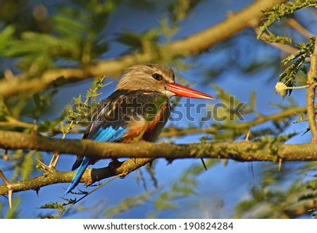 Grey-headed Kingfisher, Halcyon leucocephala, Samburu Game Reserve, Kenya