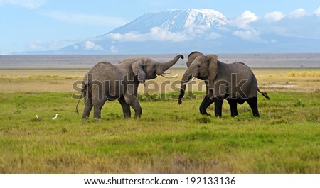 Two male elephant conflict in Amboseli Park