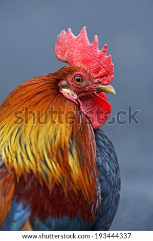 Portrait pet rooster on the farm
