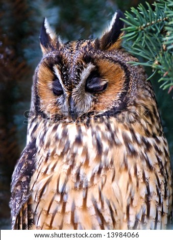 Owl with big ears