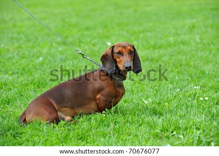 Dog, Dachshund, Dog on the green grass, dog portrait