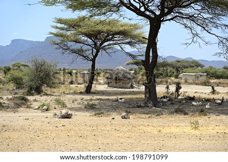 African tree in a shroud in Kenya