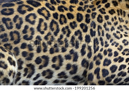Skin young Amur leopard spotted in nature