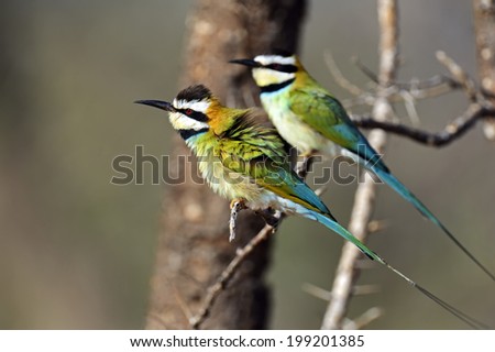 Two bee-eaters on a branch in the African shroud