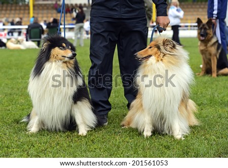 Portrait collie at a dog show in the spring