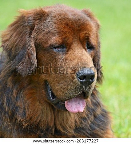 Tibetan Mastiff at the dog show in the spring