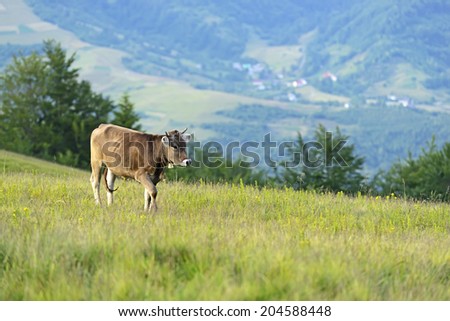 Carpathian cow in a pasture in the mountains in spring