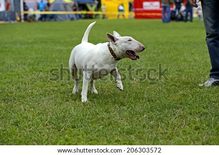 Bull terrier at a dog show in the spring