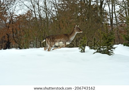 Deer running in the snow in winter