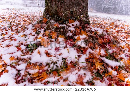 Tree with orange leaves in the mountains