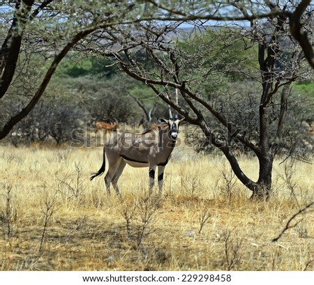 Gemsbok antelope (Oryx gazella) running