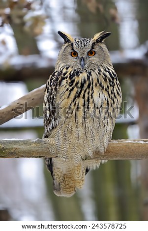 Portrait of an owl of the forest branch