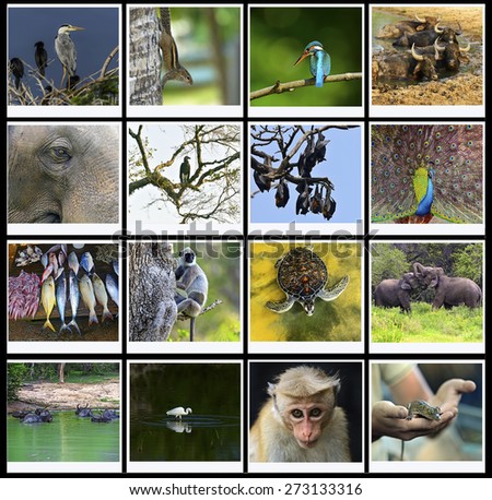 The fauna in the park Yala Sri Lanka safari