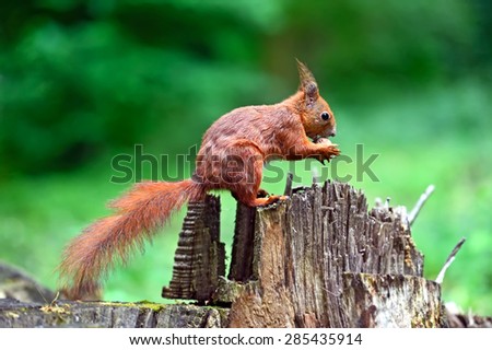 European red squirrel in the woods in spring