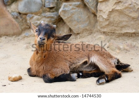 Little beauty goat with long ears get tired. He lie and rest aland.