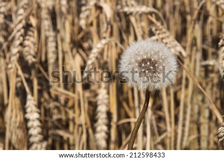 Withered dandelion in autumn light in front of a corn field
