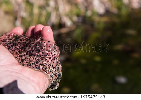 Similar – Image, Stock Photo Toad in flashlight light