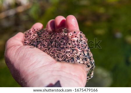 Similar – Image, Stock Photo Toad in flashlight light