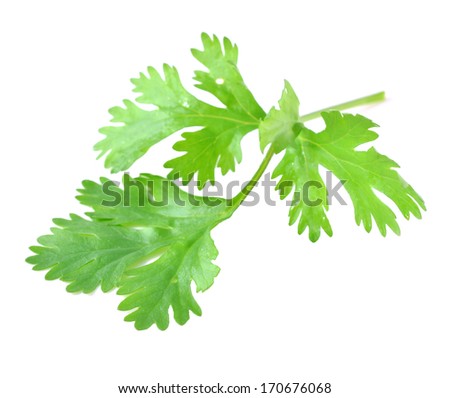 Fresh coriander leaf isolated on white background