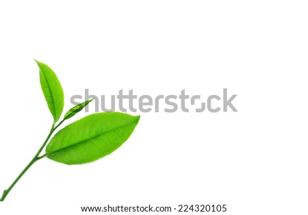 Green tea leaf isolated on white background.