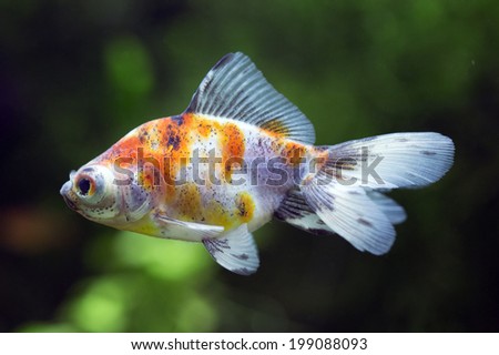 Similar – Foto Bild Goldfisch (Carassius auratus)