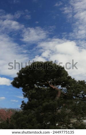 Similar – Image, Stock Photo Overgrown tree silhouettes under cloudy sky at sunset