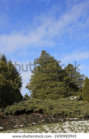 Similar – Image, Stock Photo Overgrown tree silhouettes under cloudy sky at sunset