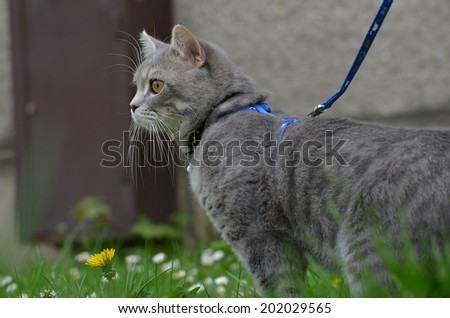 cat on a leash