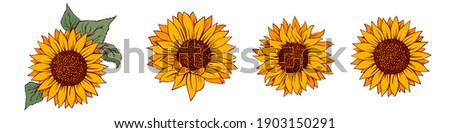 Sunflower vector illustration. Sunflower isolated. Botanical floral illustration. Yellow summer flower

