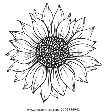 Sunflower Line Drawing | Free download on ClipArtMag