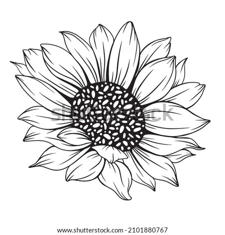 Sunflower Line Drawing | Free download on ClipArtMag
