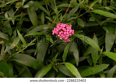 Similar – Image, Stock Photo Tiny, delicate pink Daphne flowers bloom in springtime.